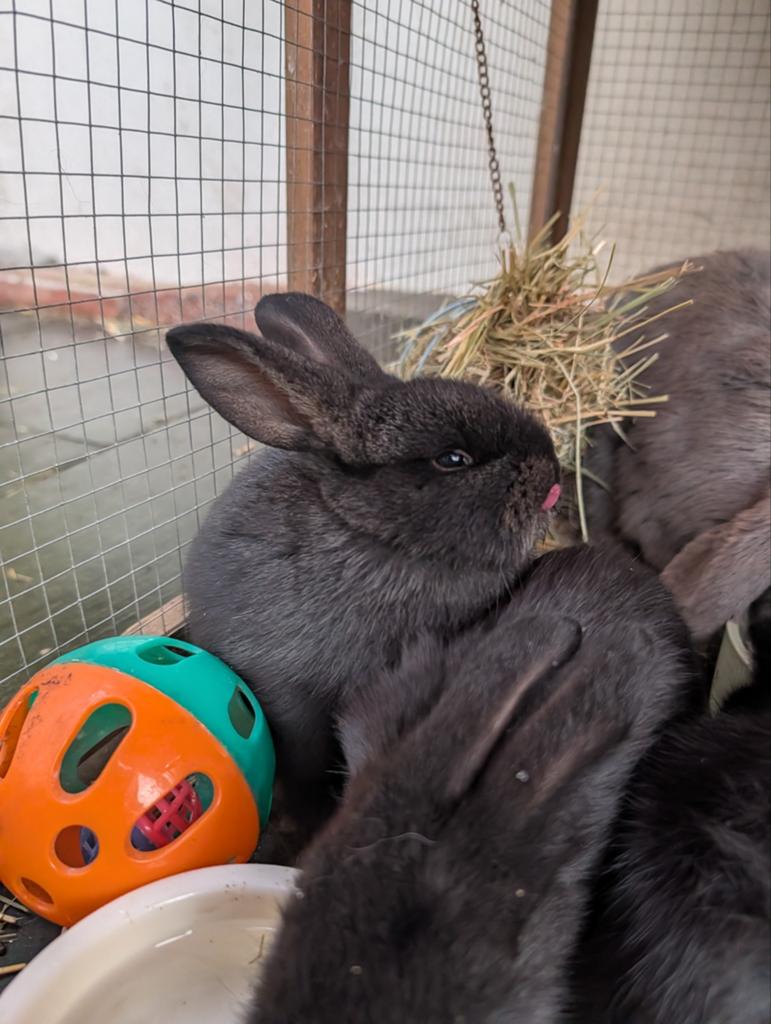 Hangoor konijntjes, Dieren en Toebehoren, Konijnen, Meerdere dieren, Middelgroot, Hangoor