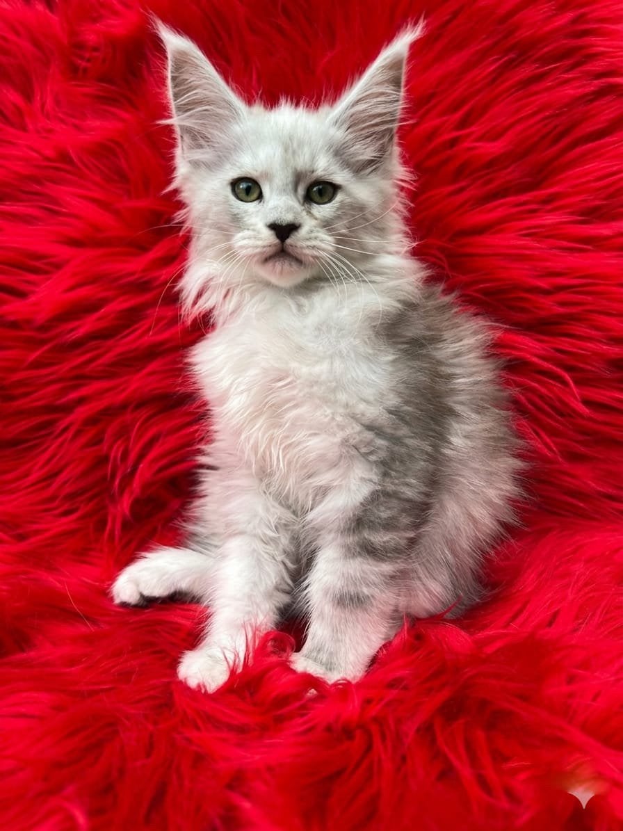 Maine Coon kittens, Meerdere dieren, Met stamboom, 0 tot 2 jaar