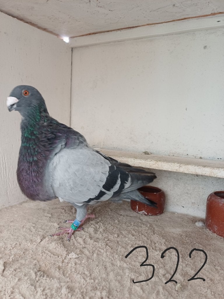 te koop Jiennense doffers, Mannelijk, Kropper