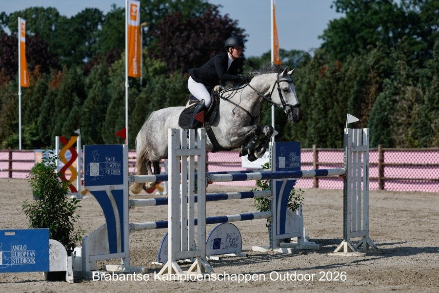 Te koop springpaarden, Dieren en Toebehoren, Paarden, Meerdere dieren, M, Springpaard, 7 tot 10 jaar