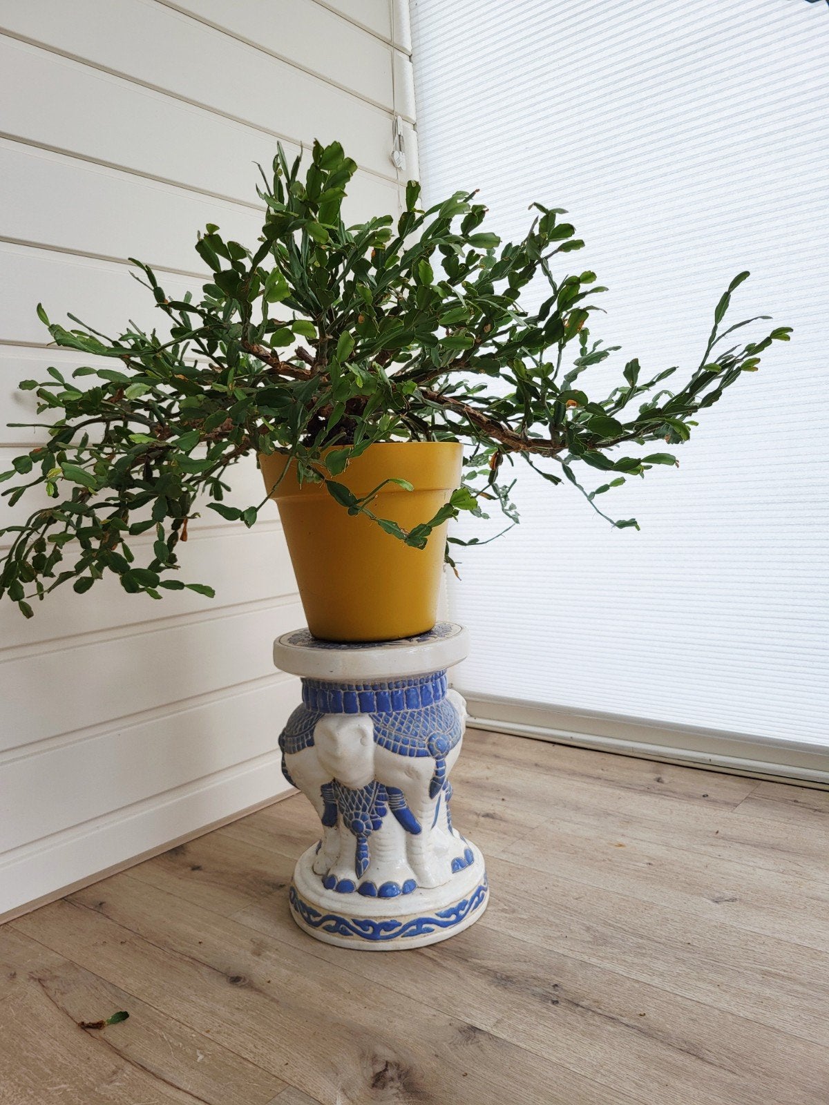 Prachtig grote lidcactus (Schlumbergera) in pot, Ophalen, Halfschaduw, Minder dan 100 cm