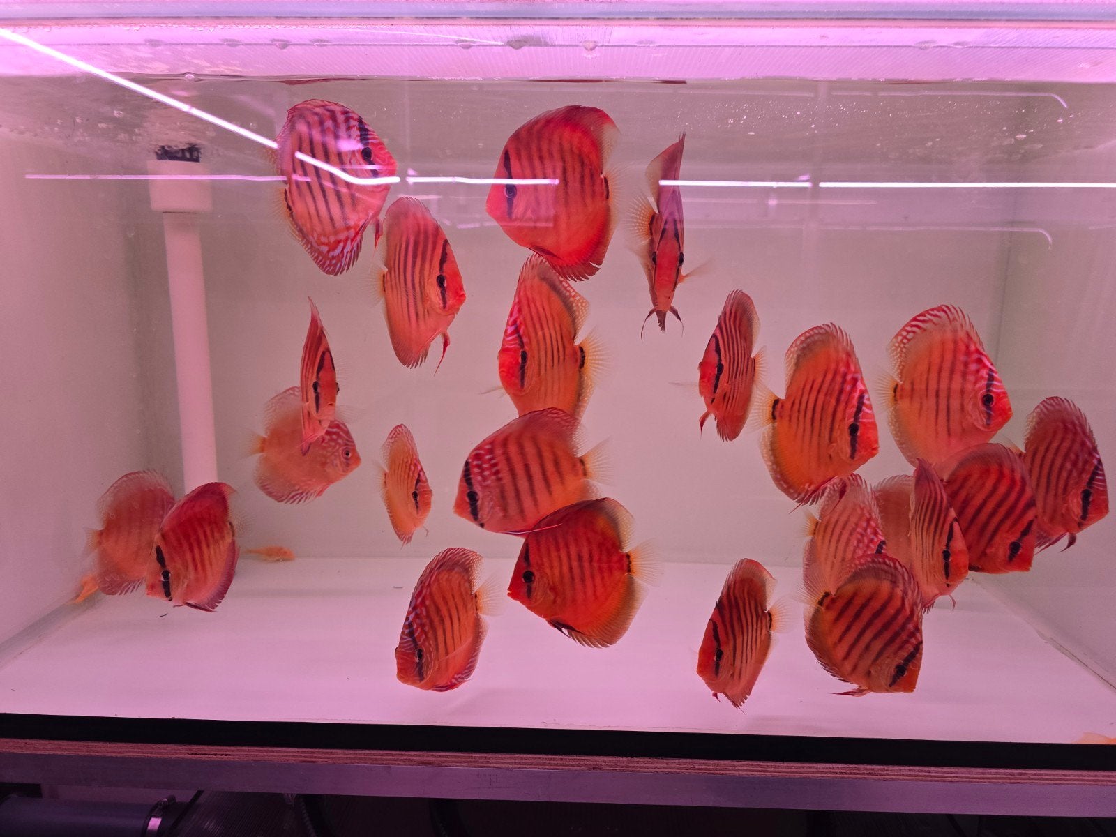 Discusvissen, Dieren en Toebehoren, Vis, Zoetwatervis, Schoolvis
