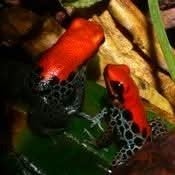 Ranitomeya reticulata, prachtige exemplaren