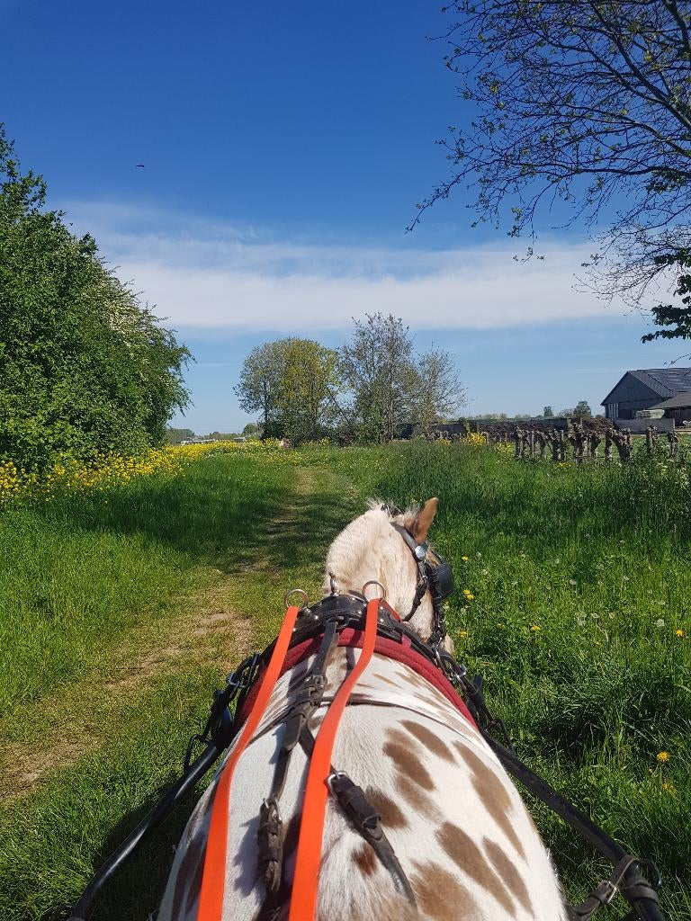 Verzorger gezocht/verzorgpony aangeboden, Ophalen