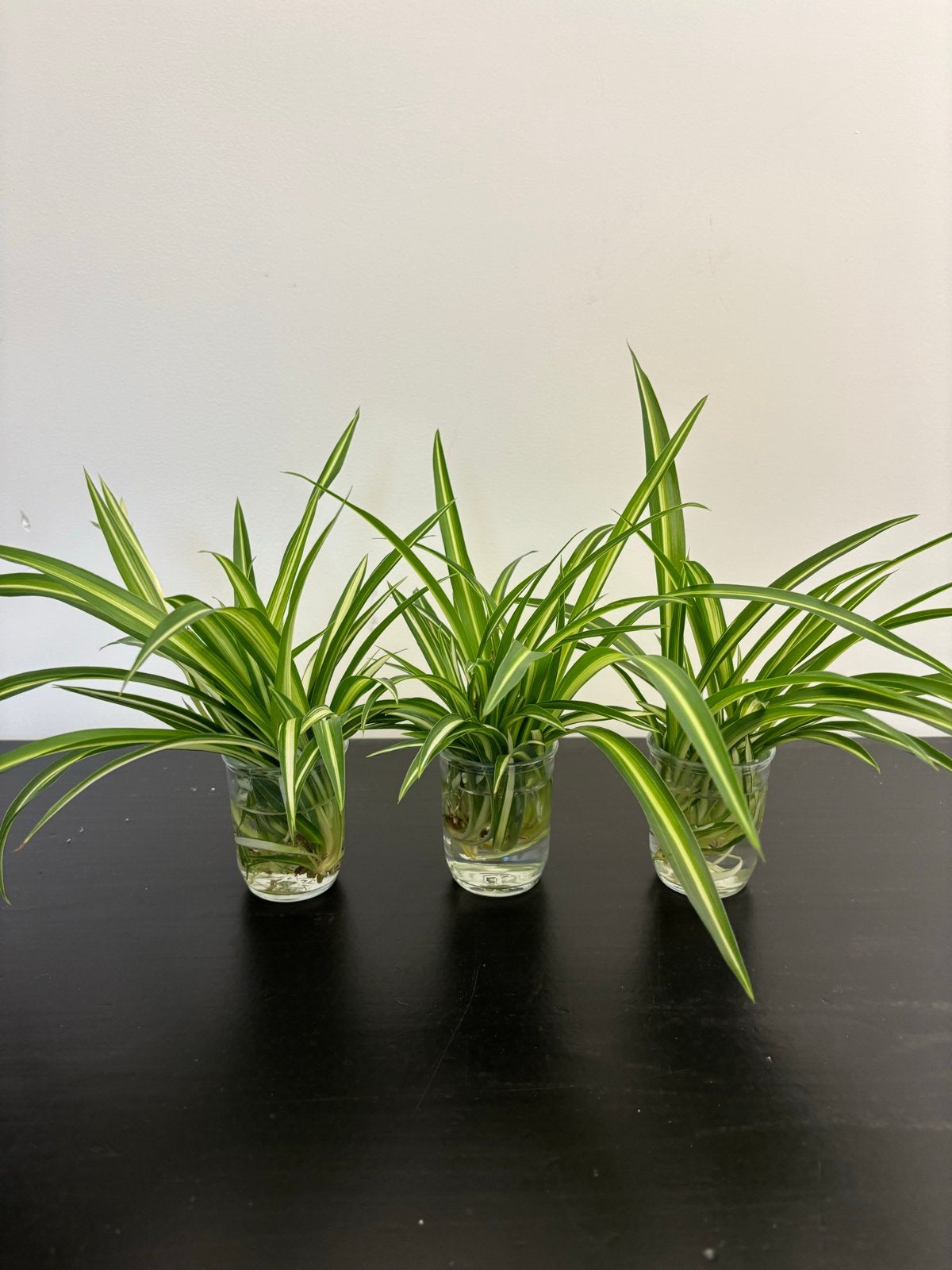 Graslelie stekjes - Chlorophytum Variegata, Volle zon, Vaste plant, Bloeit niet, Ophalen