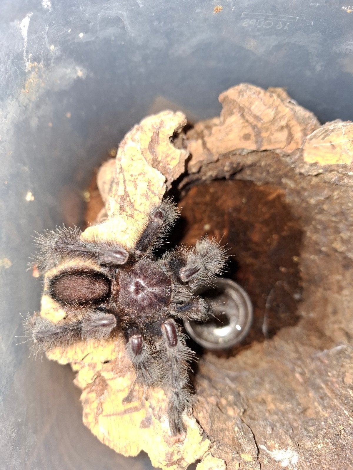 Avicularia juruensis M2 pare, Dieren en Toebehoren, Bijen