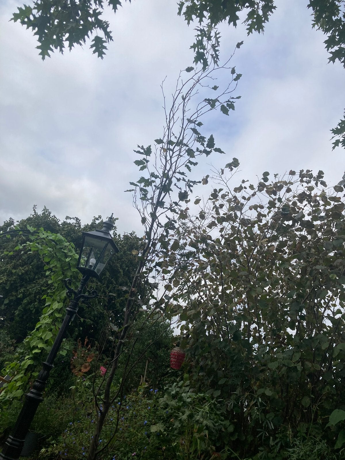 Rode Zuilbeuk - Fagus sylvatica 'Dawyck Purple', Tuin en Terras, Bloeit niet, 250 tot 400 cm, Zuilboom, Ophalen