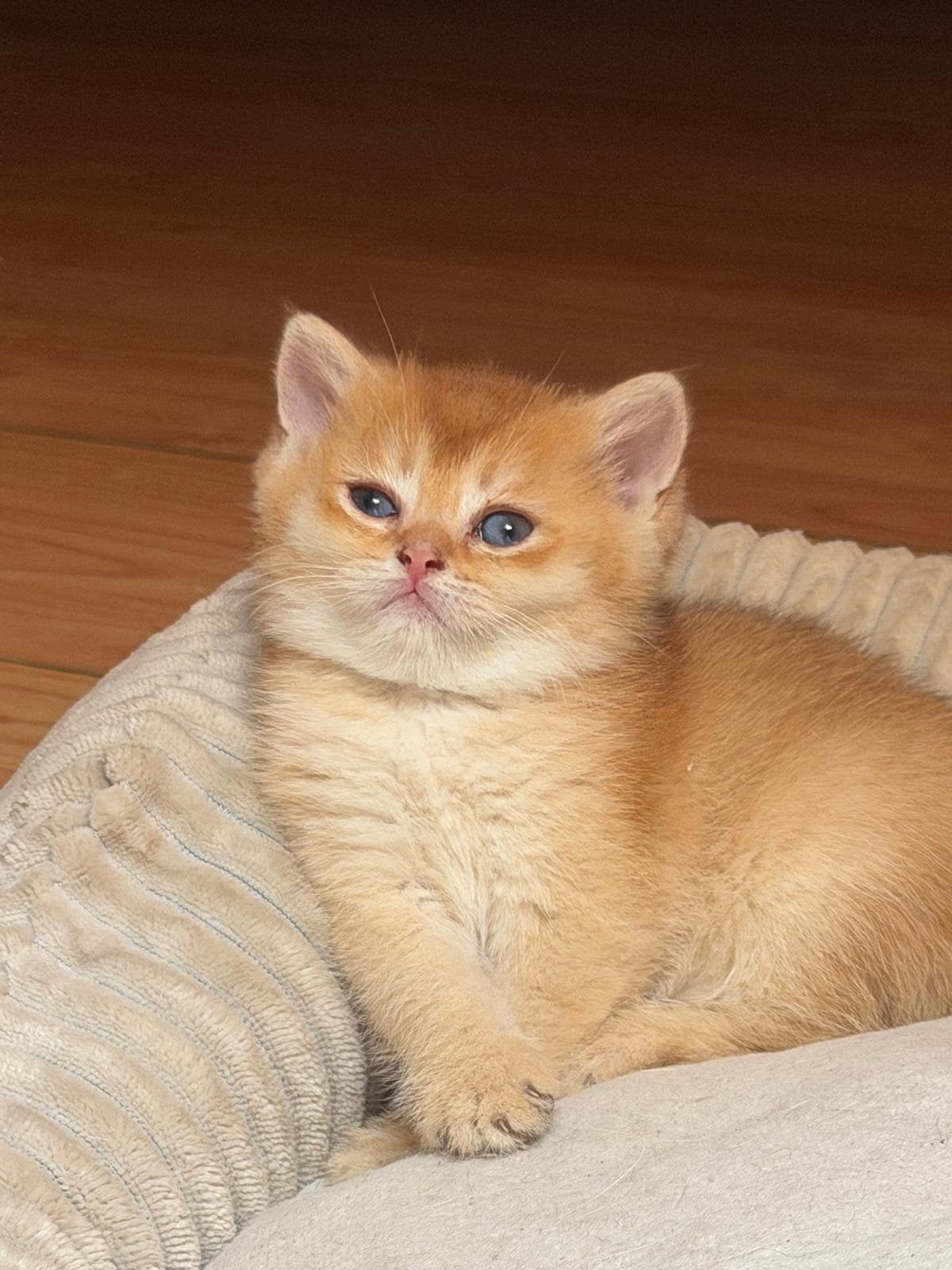 Britse korthaar kittens, Poes