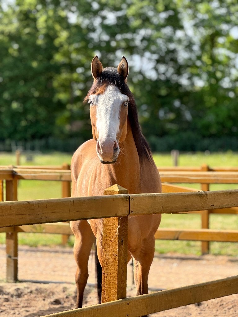 Bijzondere paint horse ruin met een gouden karakter, Met stamboom, Ruin, Zadelmak, 3 tot 6 jaar