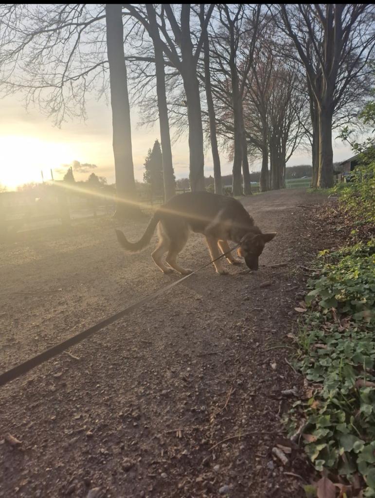 Duitse herder pup, 15 weken tot 1 jaar, Teef, Eén hond, Herder