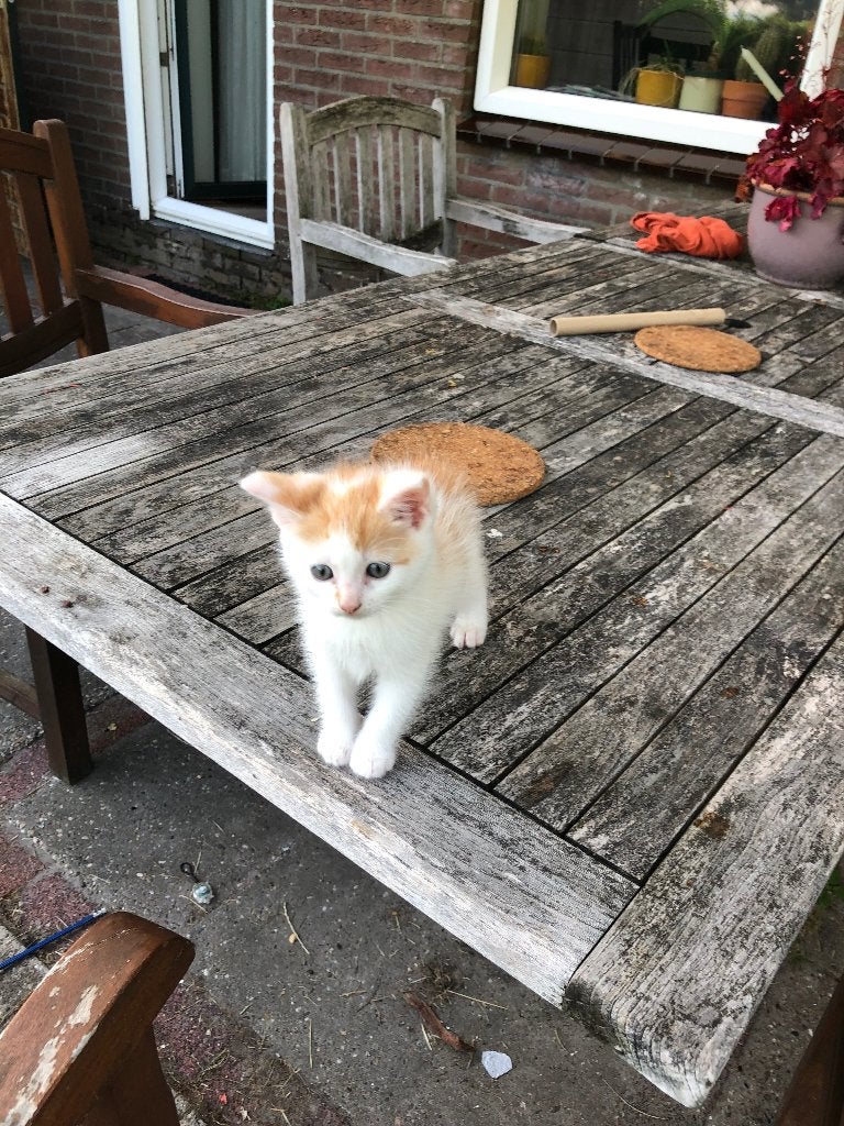 Kittens, Meerdere dieren, Ontwormd, 0 tot 2 jaar
