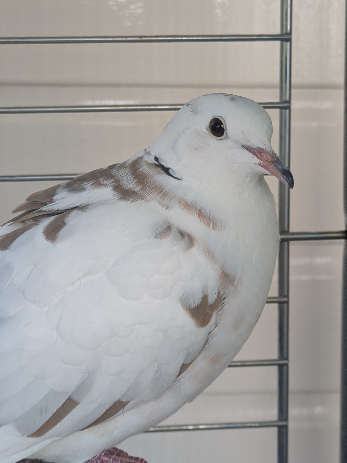 te koop bonte lachduif doffer, Dieren en Toebehoren, Vogels | Duiven, Mannelijk