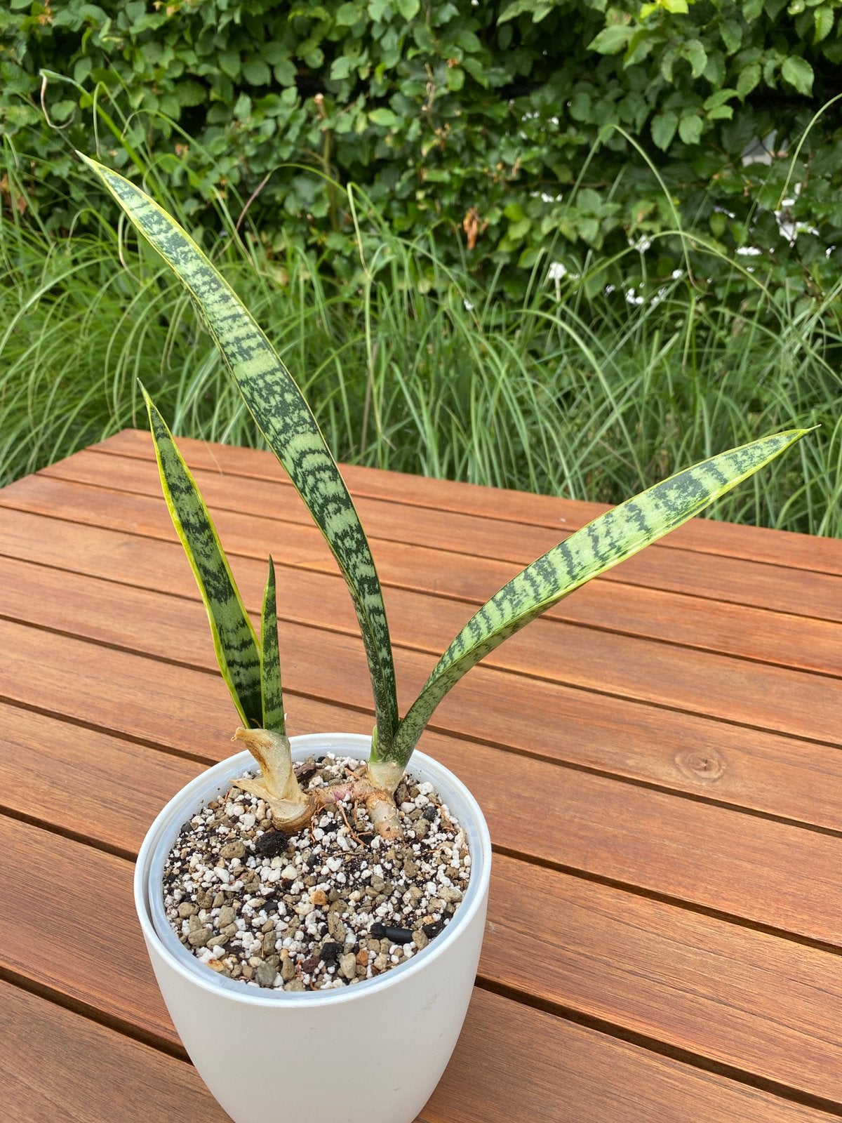 Sansevieria Herminia, Tuin en Terras, Ophalen, Overige soorten, Volle zon