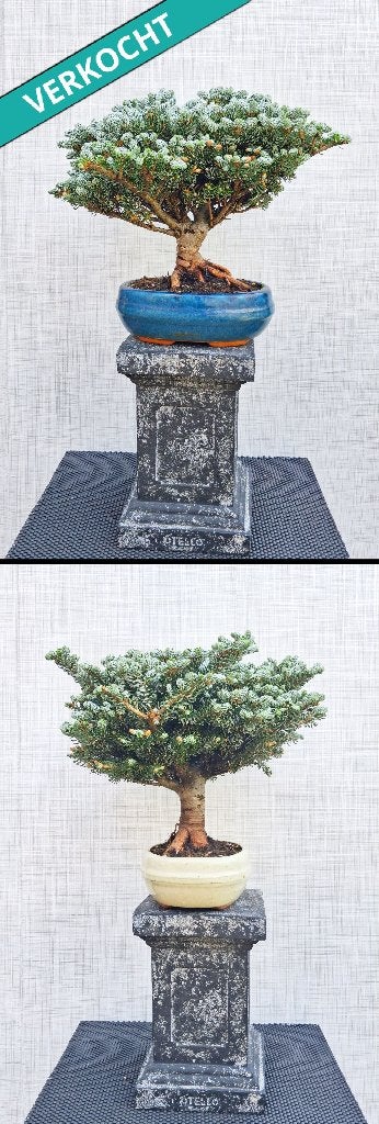 1 Bonsai Koreatanne Kohout’s Icebreaker-Koreaanse Zilverspar, Tuin en Terras, Planten | Bomen, In pot, Bloeit niet, Halfschaduw