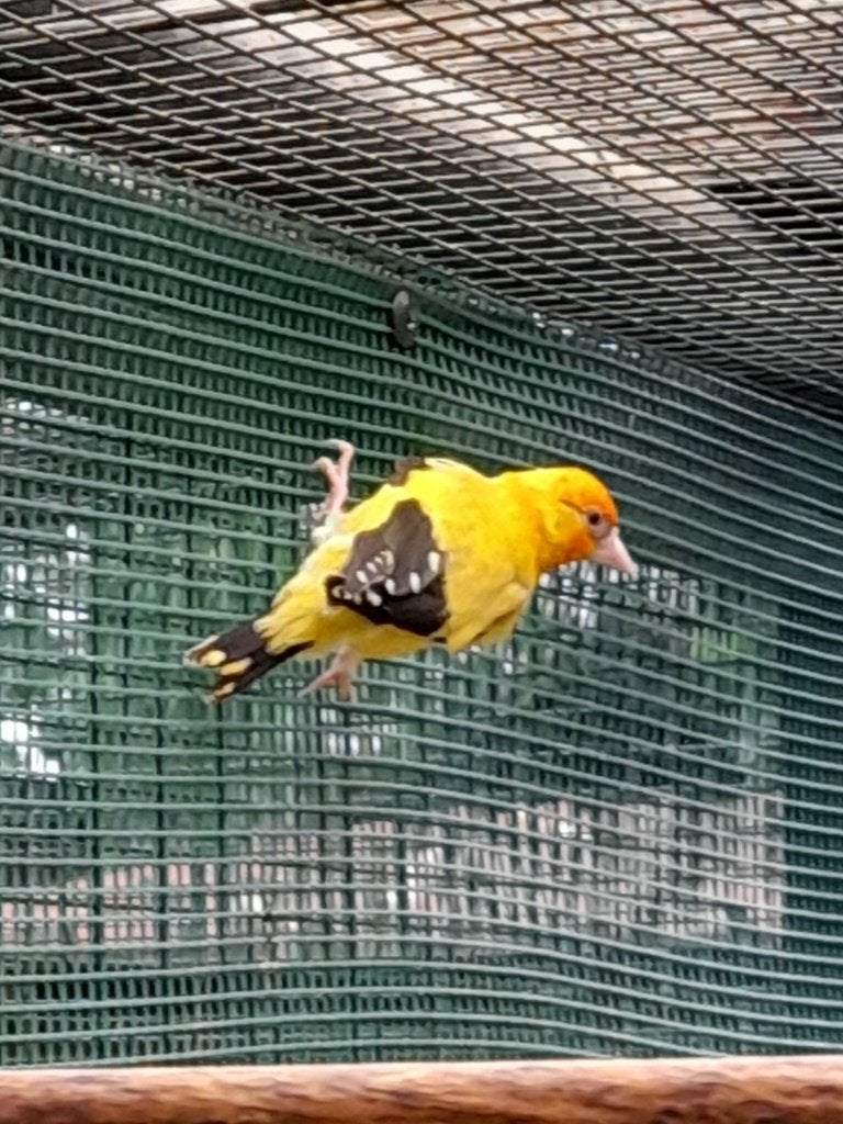 Gele putters, Dieren en Toebehoren, Meerdere dieren, Wildzangvogel