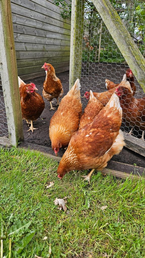 Jonge leghennen bruin, Dieren en Toebehoren, Pluimvee, Vrouwelijk, Kip