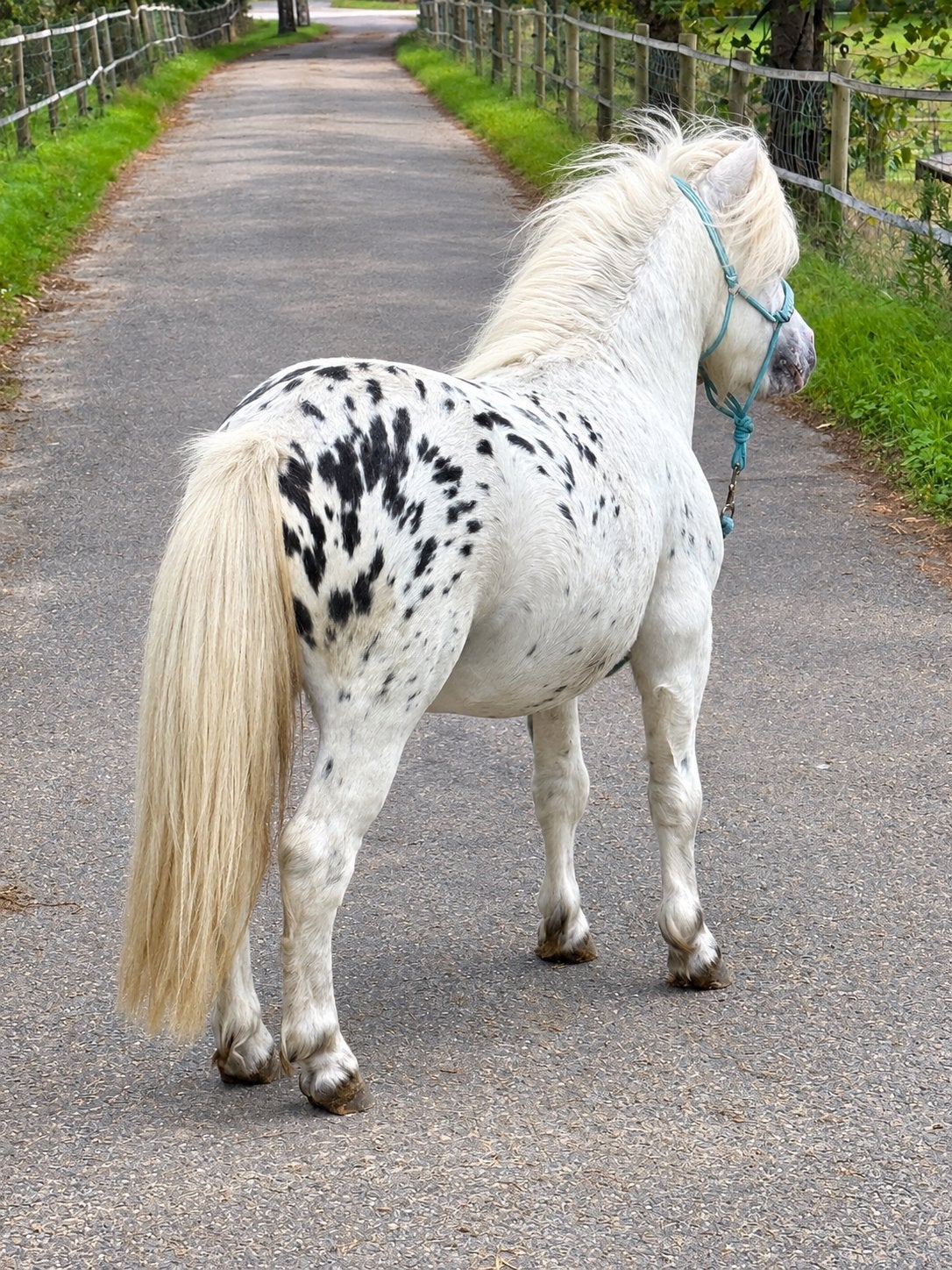 Prachtige mini appaloosa hengst, Dieren en Toebehoren, Niet van toepassing, Hengst, A pony (tot 1.17m), 3 tot 6 jaar