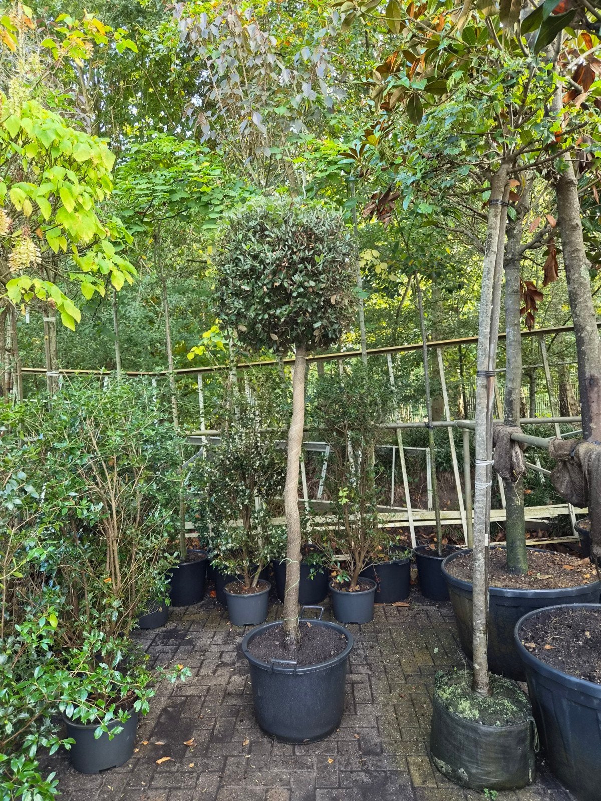 Quercus Ilex Bolvorm XXL - Steeneik Bolboom, Lente, 250 tot 400 cm, Ophalen, Volle zon
