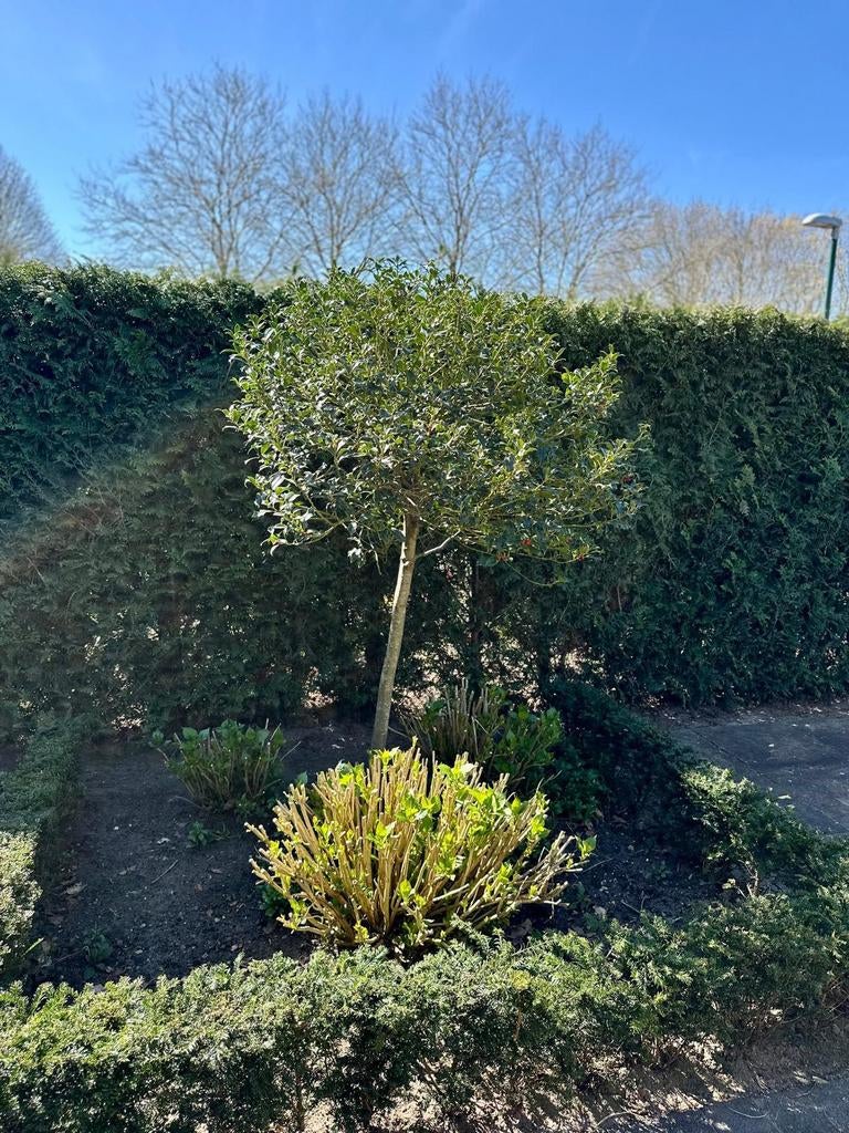 2 Hulst bomen Ilex hoogstam - 1 met bes, 1 zonder, Ophalen, Bloeit niet, Halfschaduw, Overige soorten
