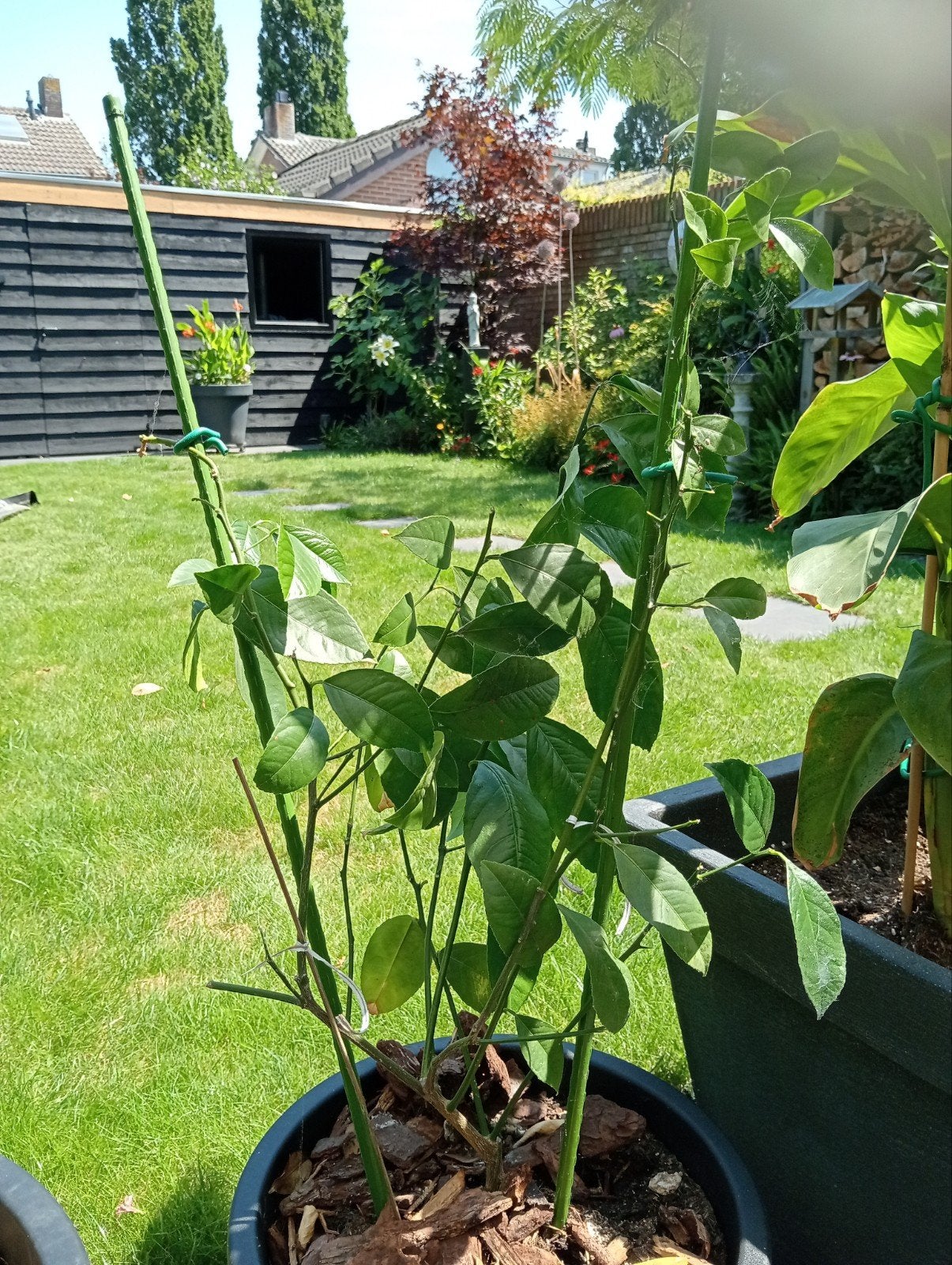 2x citrusplanten, Ophalen, Overige soorten, Volle zon