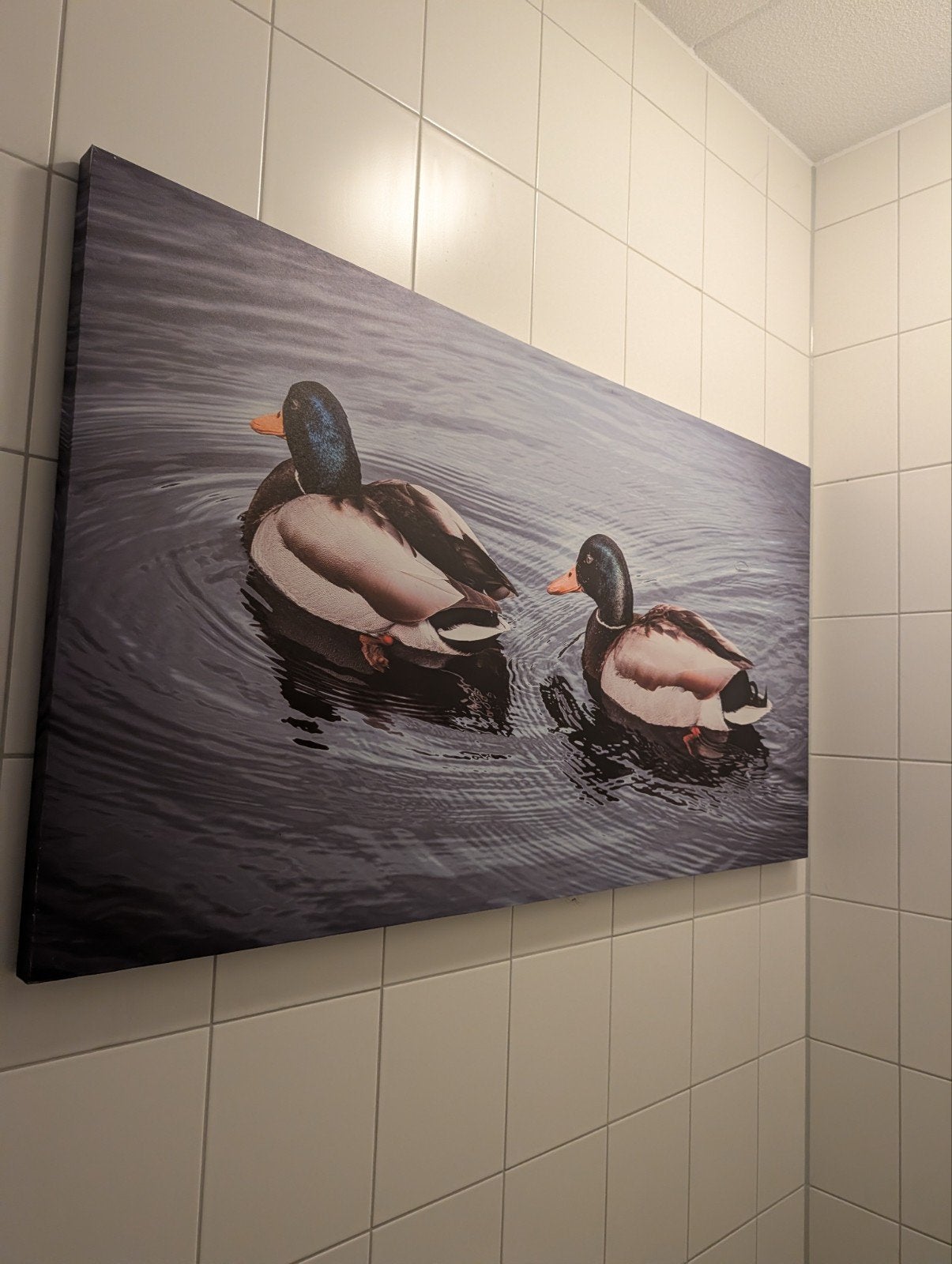 Canvas schilderij met twee eenden op het water, Ophalen, 50 tot 75 cm, Zo goed als nieuw, Schilderij