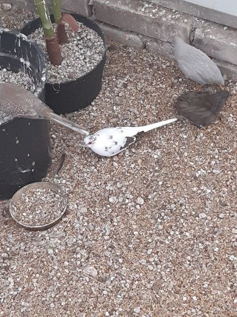 split bonte diamantduiven te koop, Meerdere dieren, Tropenvogel, Tam