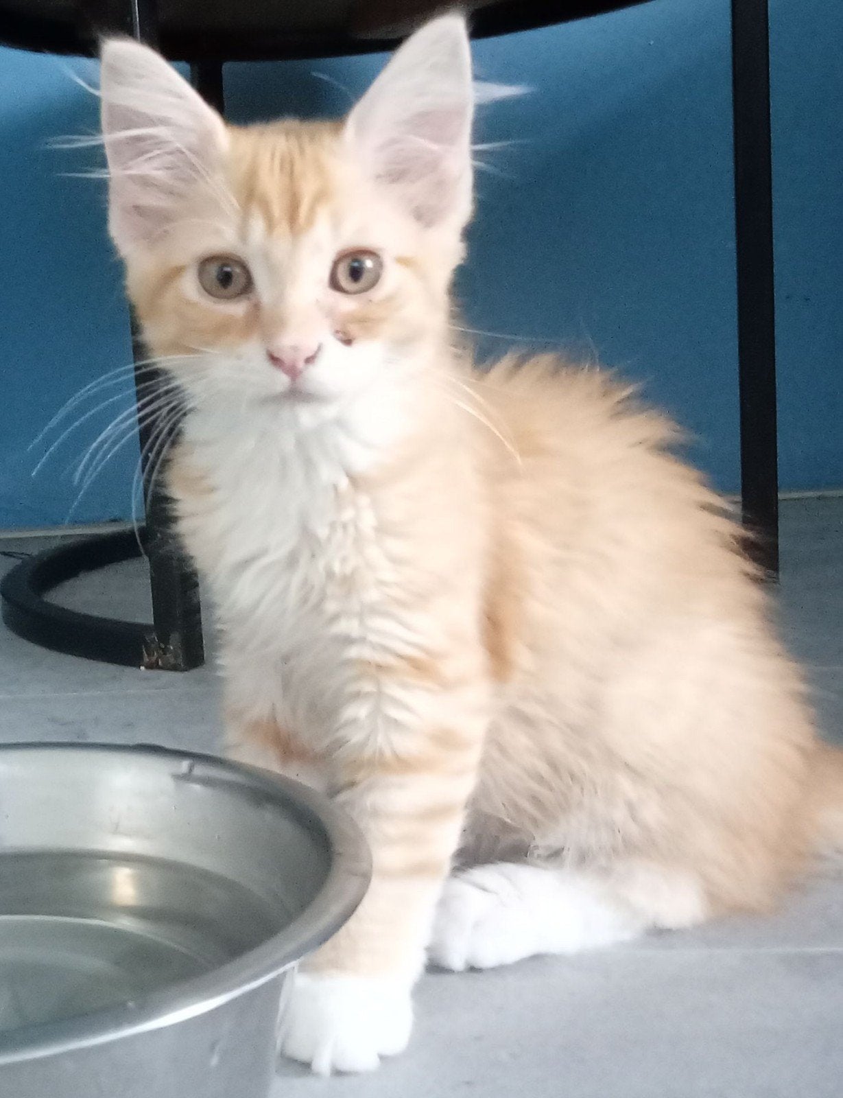 Laatste Maine Coon kitten te koop, Dieren en Toebehoren, Kater, Ontwormd, 0 tot 2 jaar