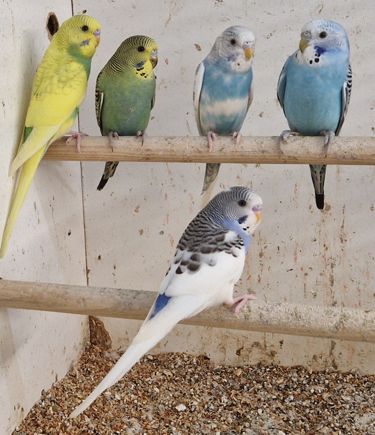 5 mooie jonge grasparkieten, Meerdere dieren, Parkiet