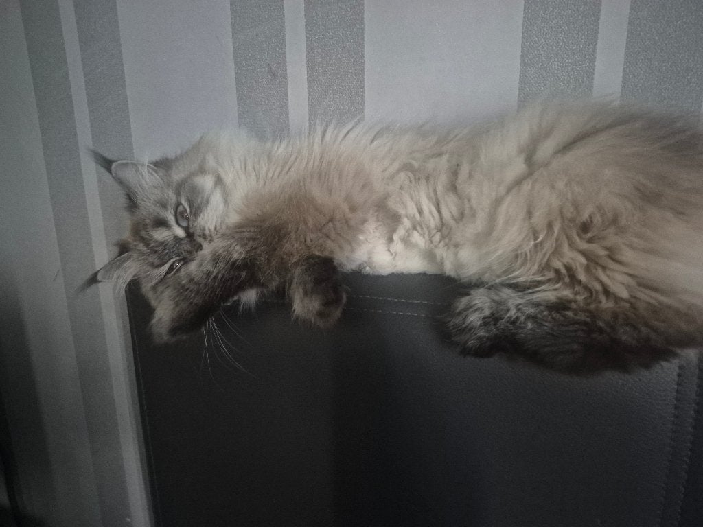 2 Perzische katten (gebonden), Dieren en Toebehoren, Katten en Kittens | Raskatten | Langhaar, Meerdere dieren, 0 tot 2 jaar