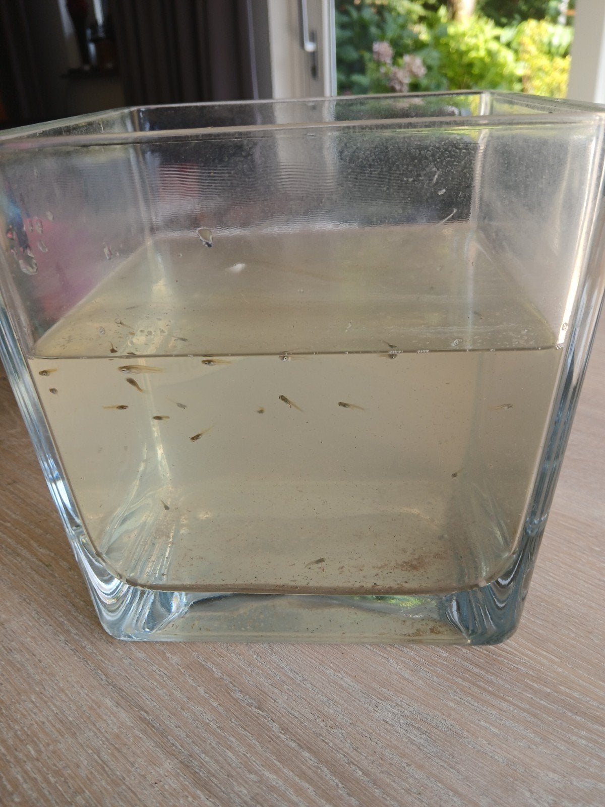 gratis jonge guppies, Dieren en Toebehoren, Vis