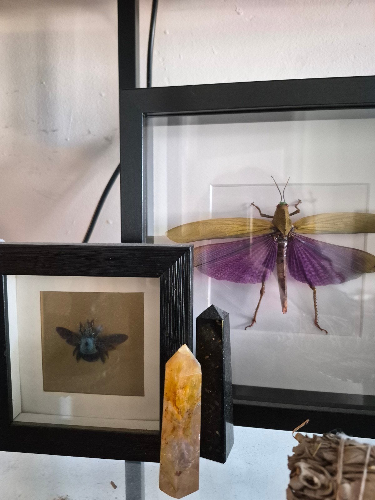 Ingelijste insecten: Bij en Sprinkhaan, Ophalen, Gebruikt, Insect, Opgezet dier