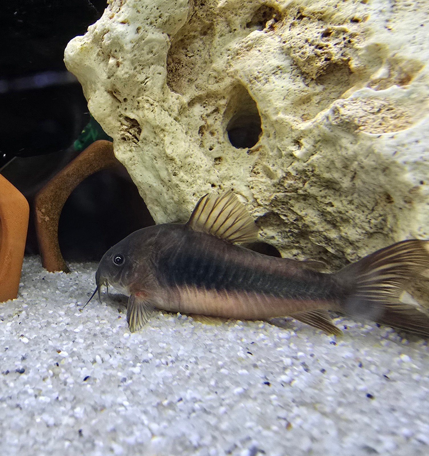 CORYDORA ANEUS BODEMVIS 10+1GRATIS, 20+2 GRATIS ETC.., Vis