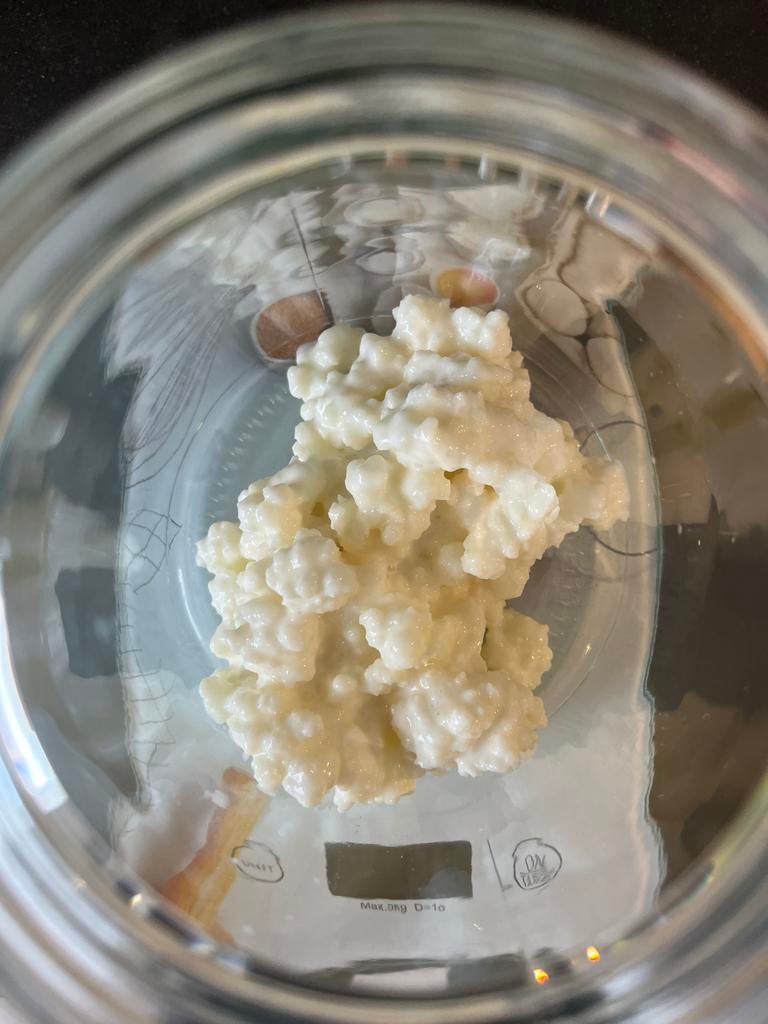 Melk kefir, Ophalen