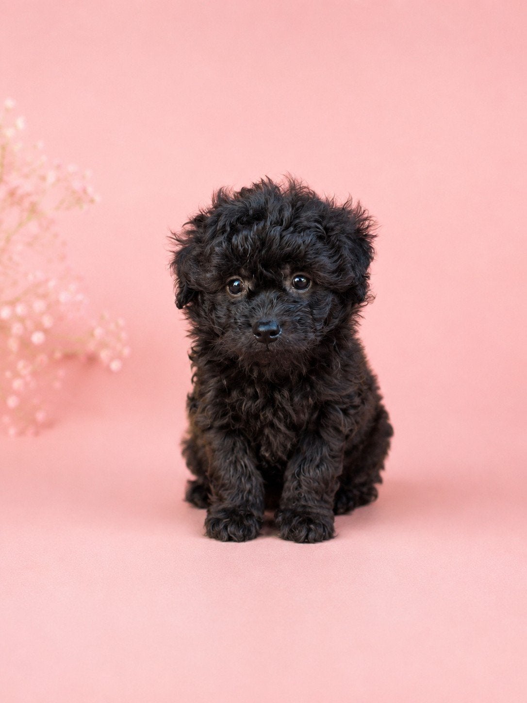 Pomapoo pups toypoedel x Pomeriaan, Poedel, Parvo, 8 tot 15 weken, Meerdere dieren
