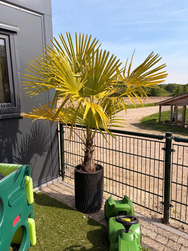 Palm in pot ca. 1.80m hoog, Volle zon, Vaste plant, Bloeit niet, Ophalen