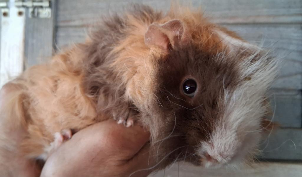 TK mooie lunkarya beertjes, Dieren en Toebehoren, Cavia, Mannelijk, Januari, Tam