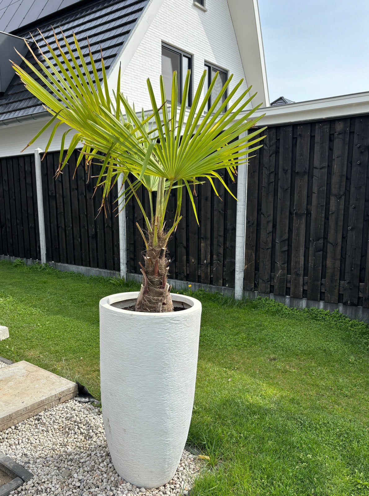 Grote keramieken pot met palm, Tuin en Terras, Bloembakken en Plantenbakken, Ophalen, Steen, Gebruikt, Overige vormen