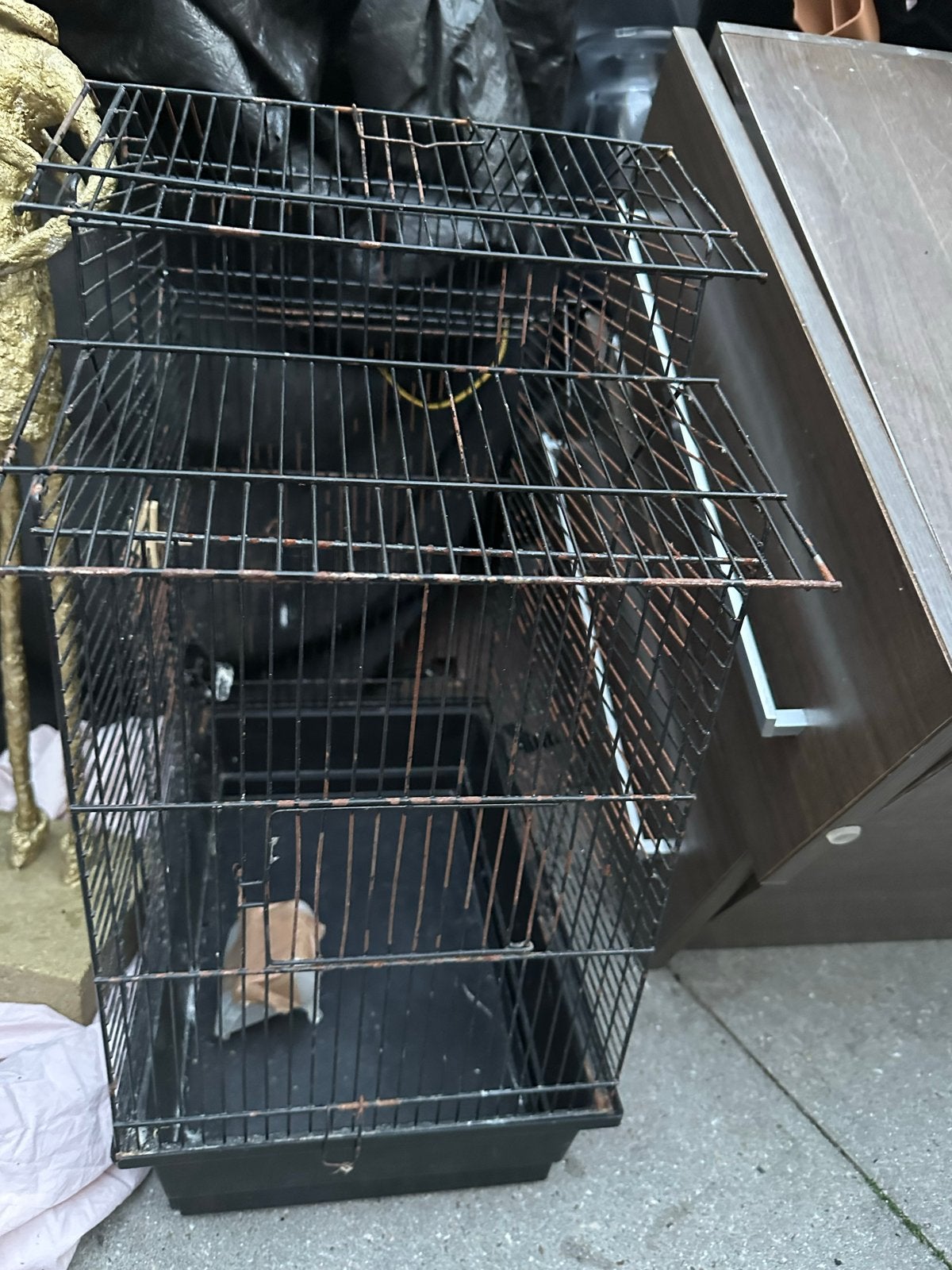 Gratis vogelkooi, Dieren en Toebehoren, Vogels | Hokken en Kooien, Ophalen, Gebruikt, Metaal, Vogelkooi