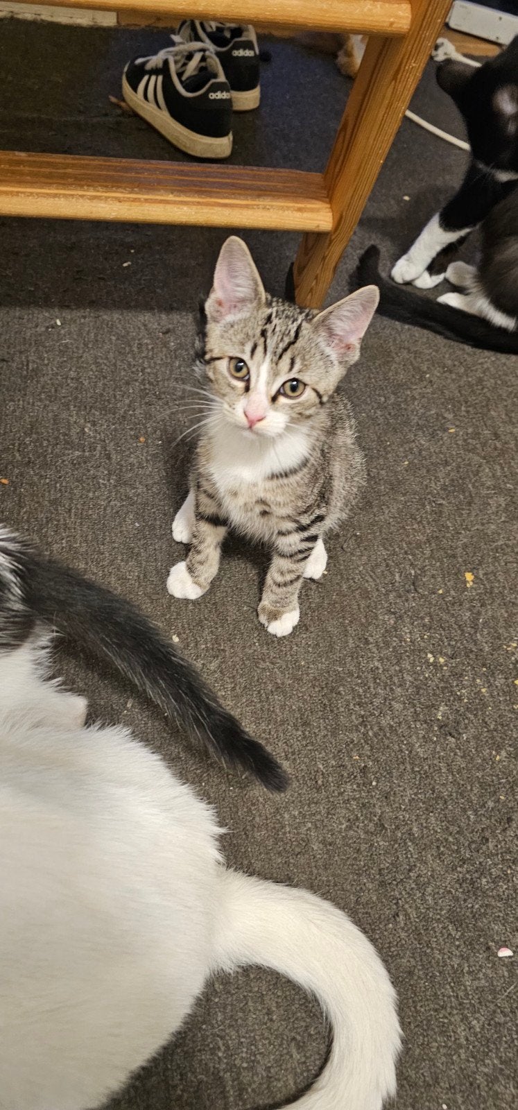 Mooie kittens, Dieren en Toebehoren, Poes