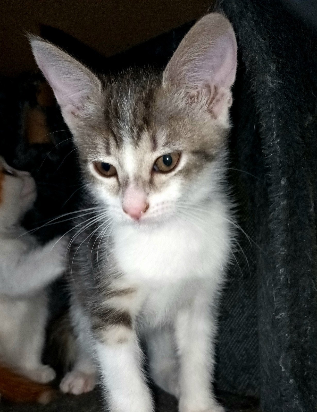 Lieve kittens, Meerdere dieren, Kortharig, 0 tot 2 jaar