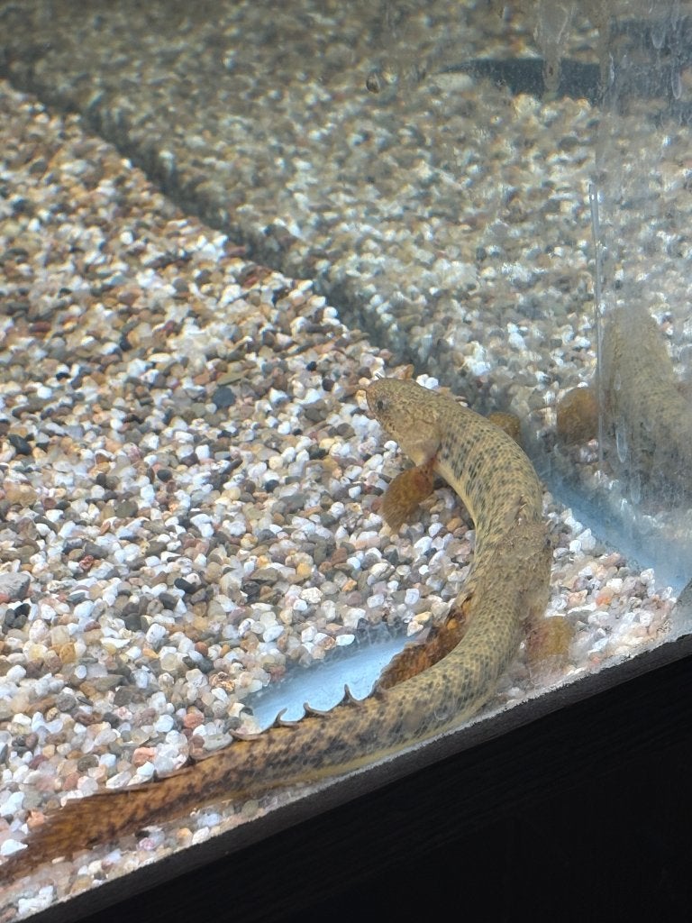 Polypterus teugelsi, Dieren en Toebehoren, Vis, Zoetwatervis