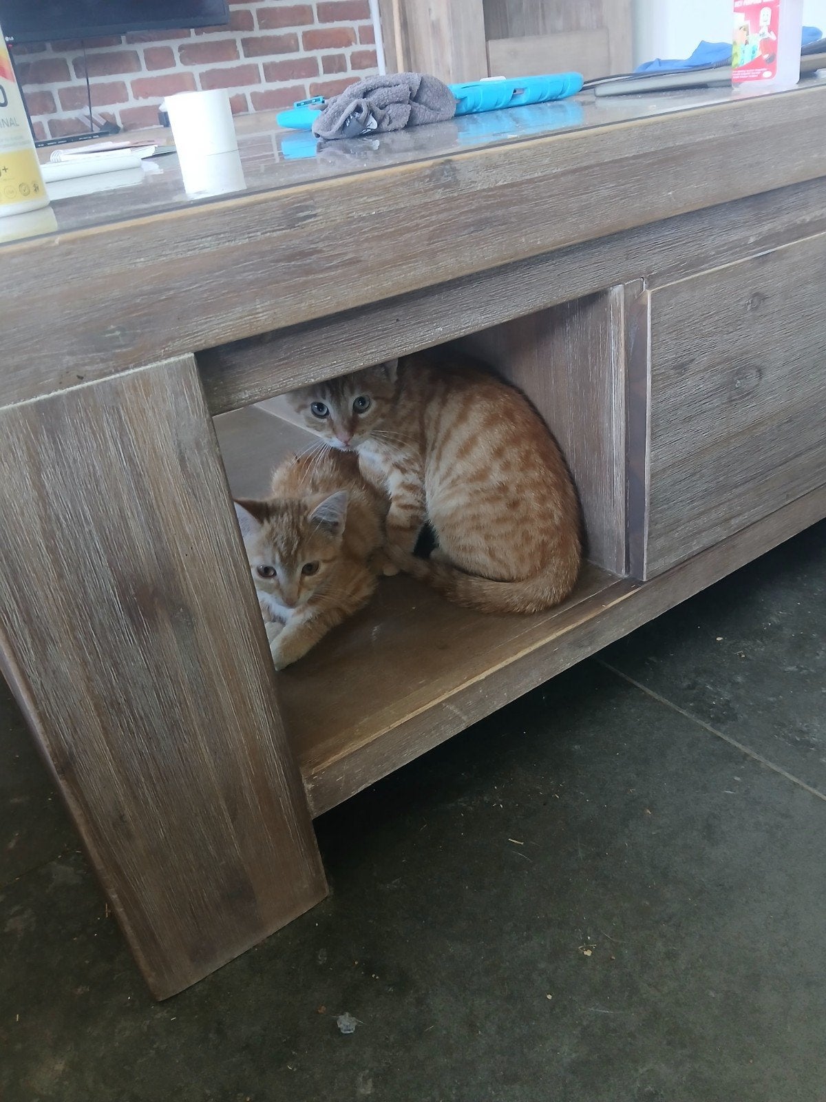 Boerderij kittens, Meerdere dieren, 0 tot 2 jaar