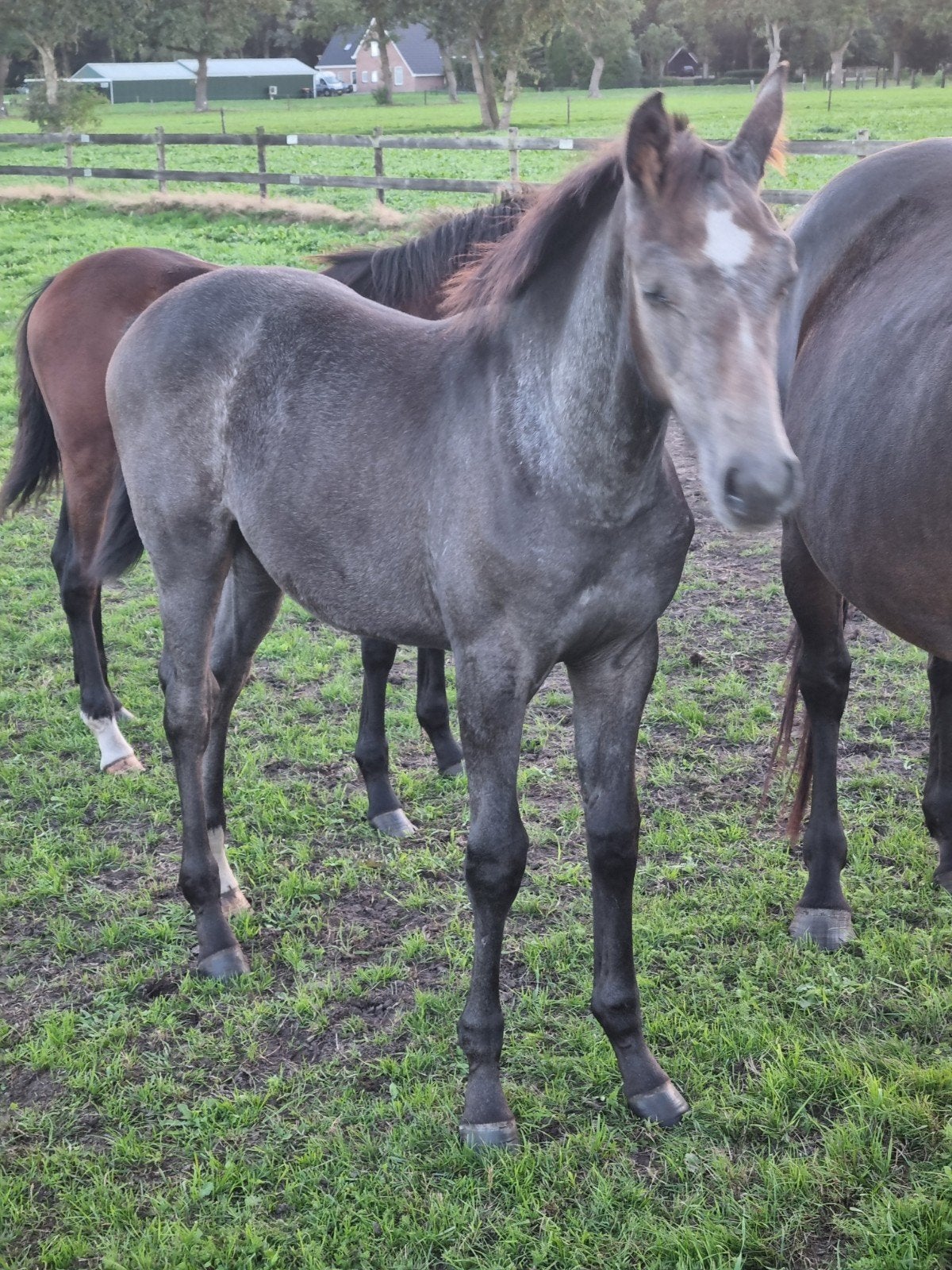 Te koop: 2 merrie veulens, Dieren en Toebehoren, Merrie, 0 tot 2 jaar
