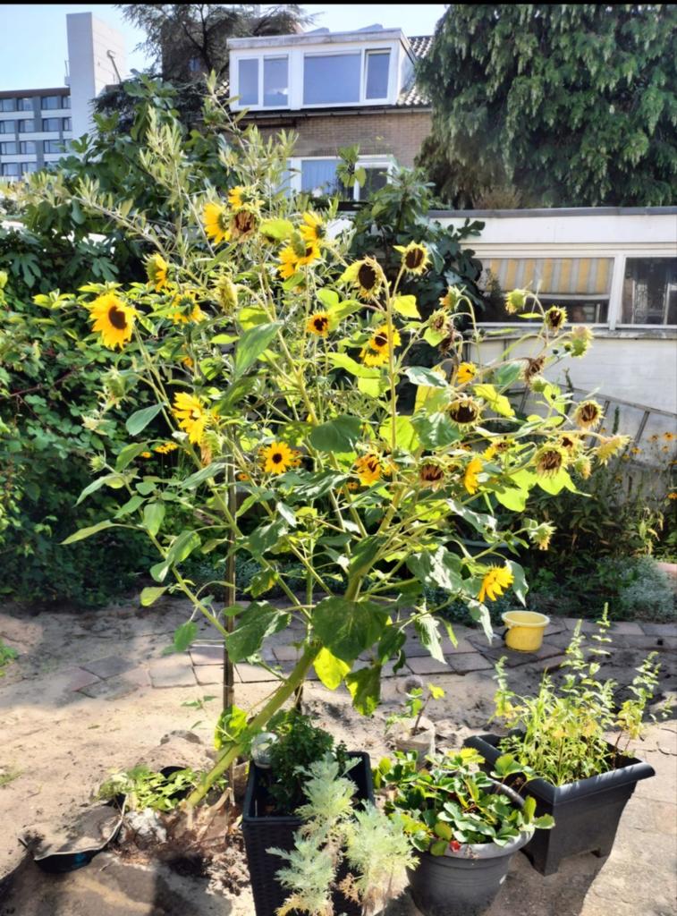 Zonnebloemen, Ophalen, Overige soorten, Volle zon