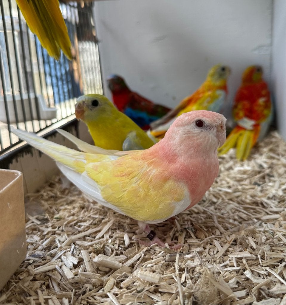 Bourke parkieten rubino koppel, Meerdere dieren, Parkiet