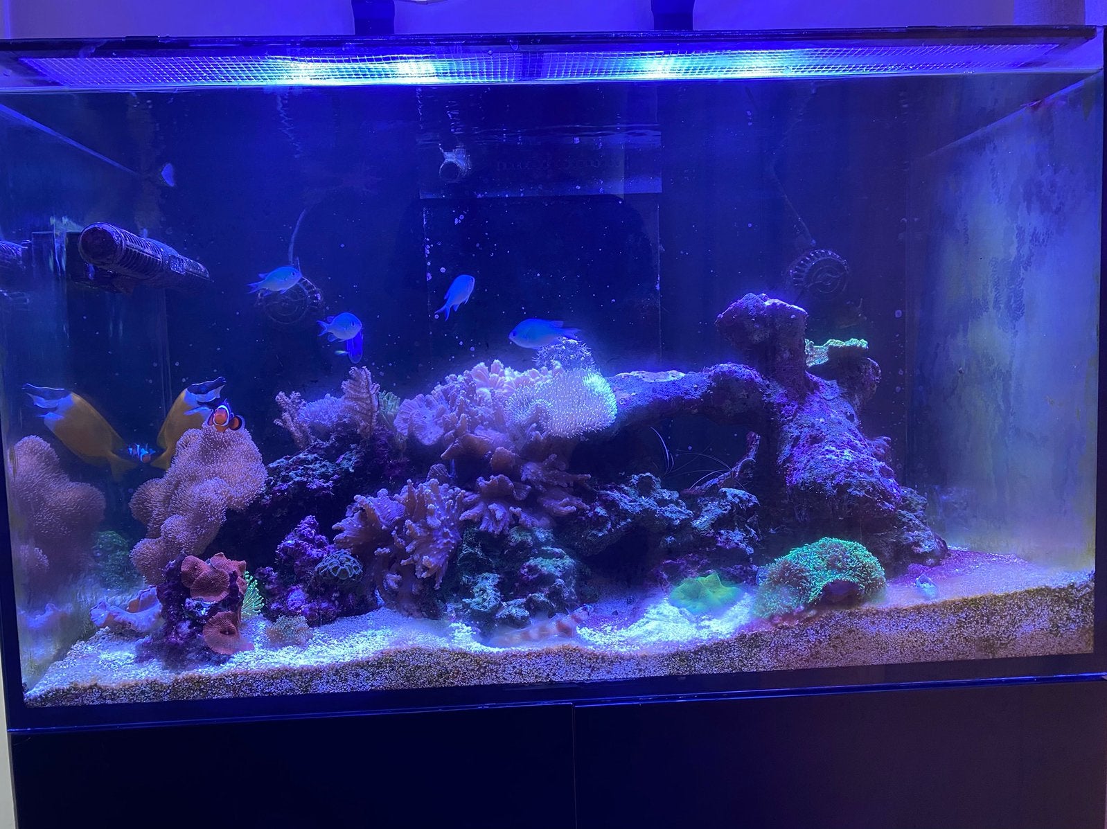 Red Sea Reefer 250, Ophalen, Red Sea, Gebruikt, Inclusief deksel