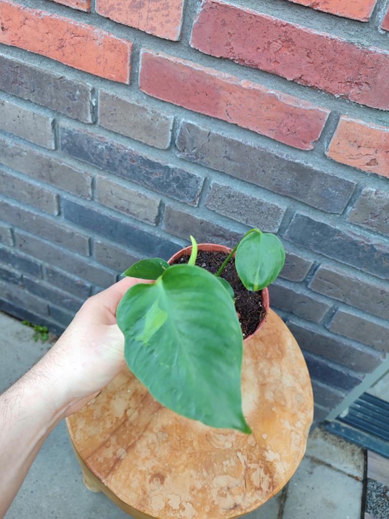 Monstera NOID variegata, Overige soorten, Minder dan 100 cm, Groene kamerplant, Halfschaduw