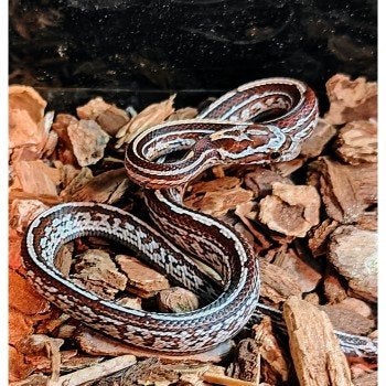 Pantherophis guttata Corn Snake photo 9