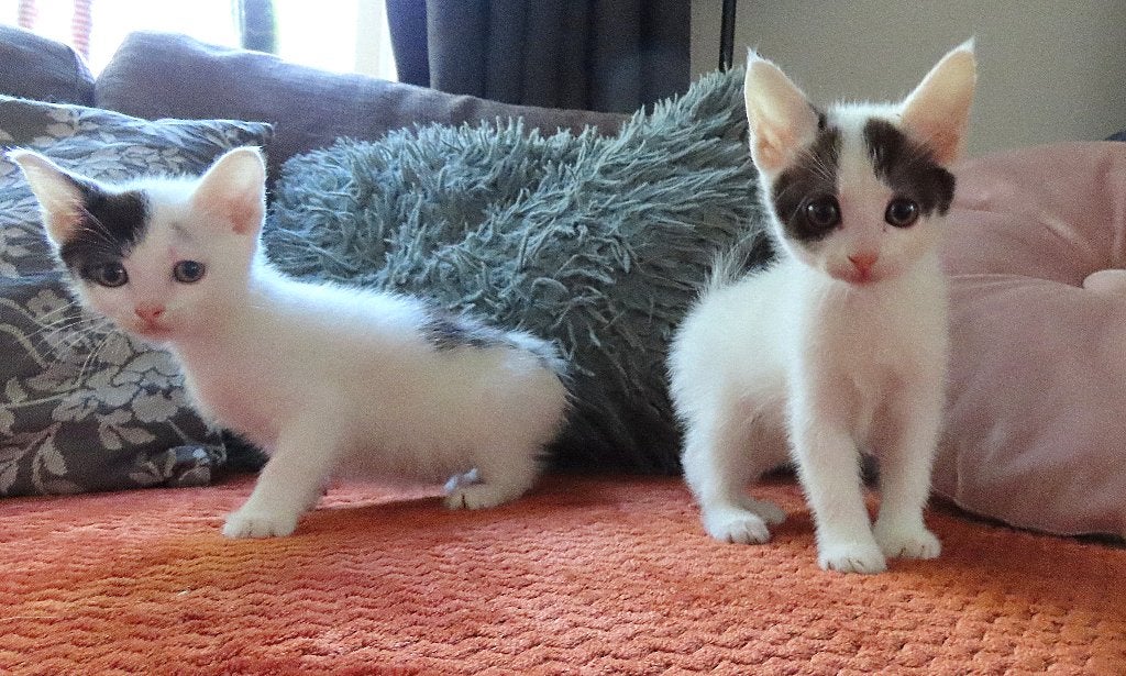 Europese korthaar kitten , ontwormt en ontvlooid, Dieren en Toebehoren, Meerdere dieren, Kortharig, 0 tot 2 jaar
