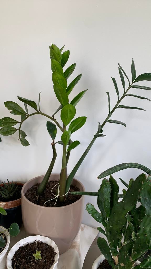 Vet plant met pot €10, Ophalen, Halfschaduw, Minder dan 100 cm